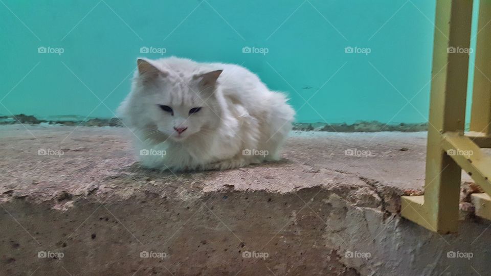white cat