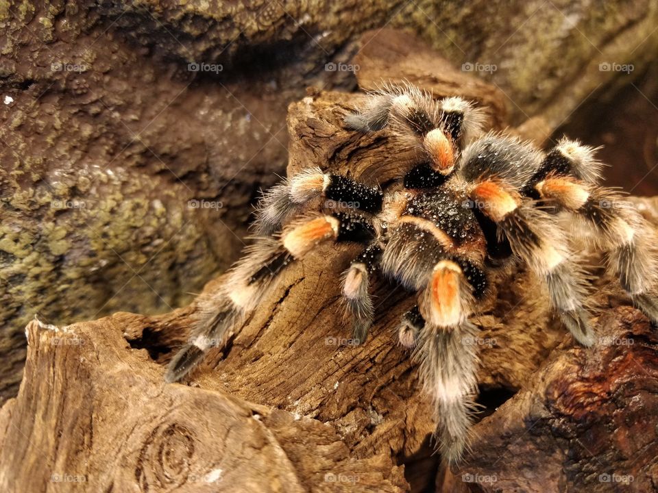 .brachypelma smithi.my pet spider