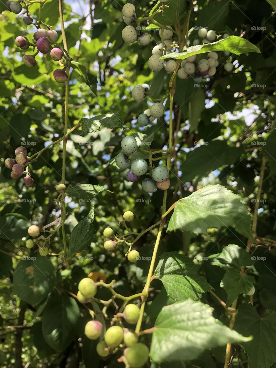 Lots of berry’s, on the bush , love nature 