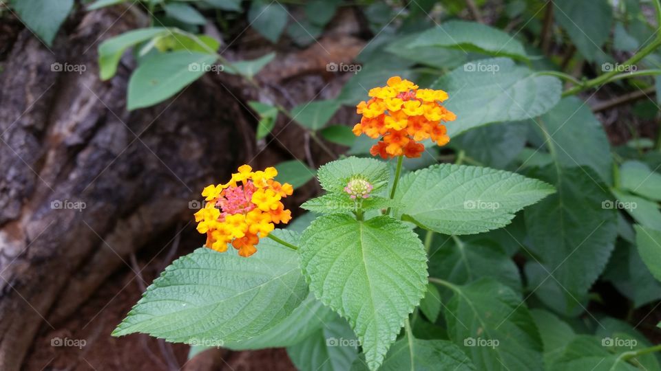 orange flower