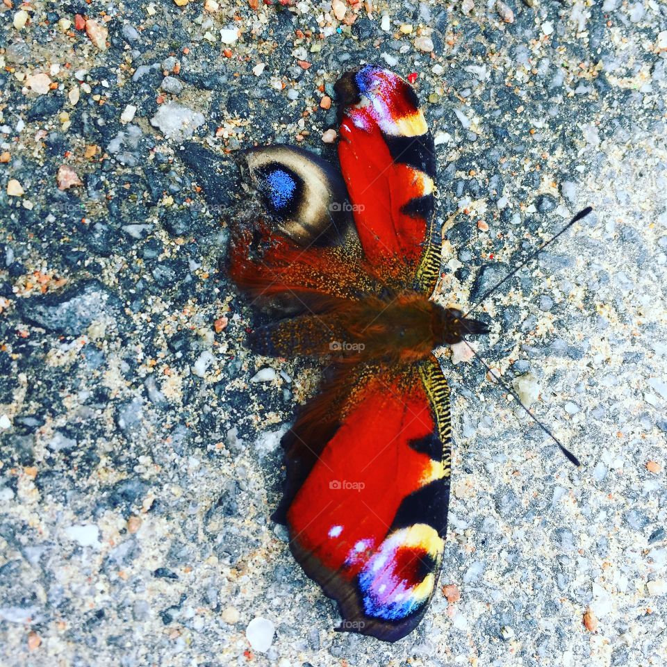 Inachis io, damaged by a bird