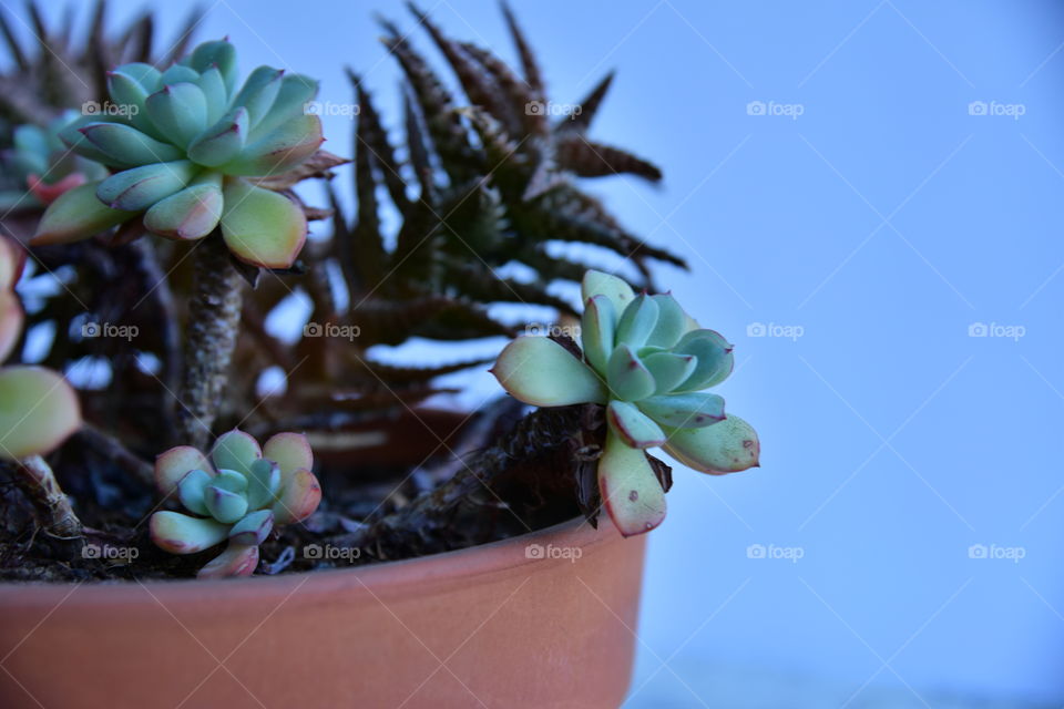 Succulents in a pot