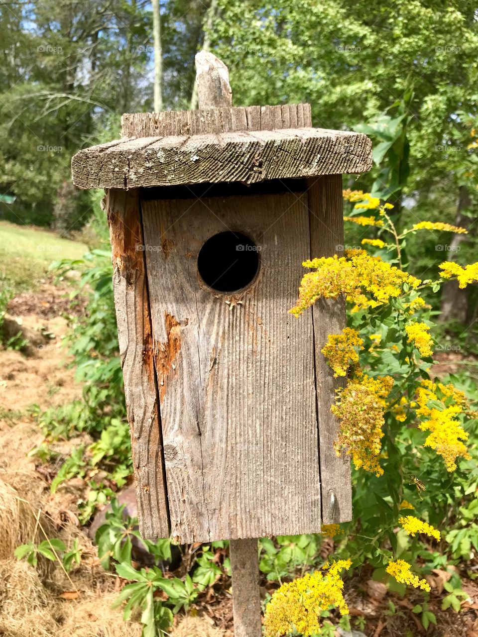Summertime Birdhouse 