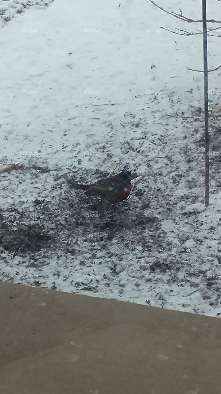 bird in snow 1