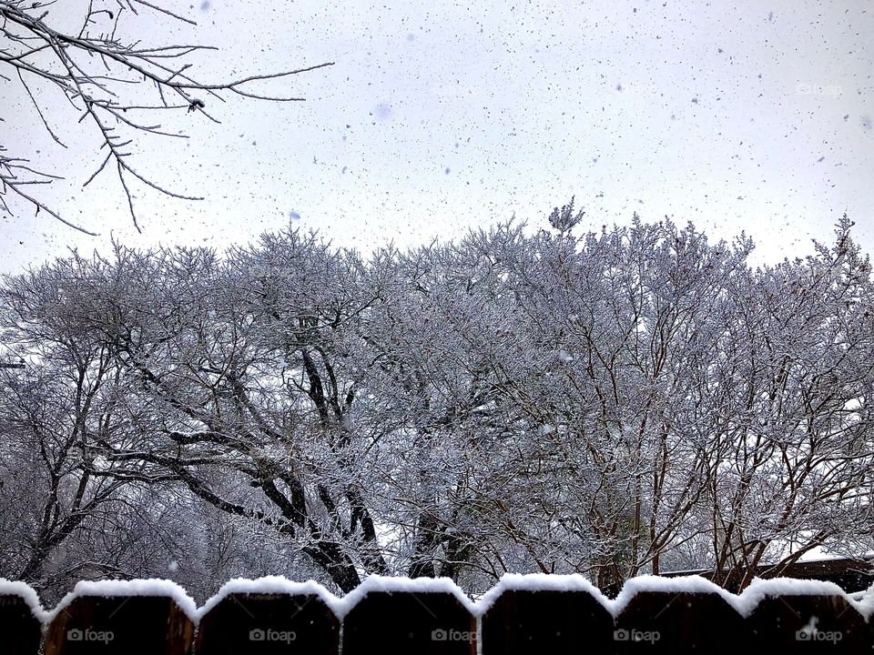 Foap Mission! Winter Trees covered in Snow!