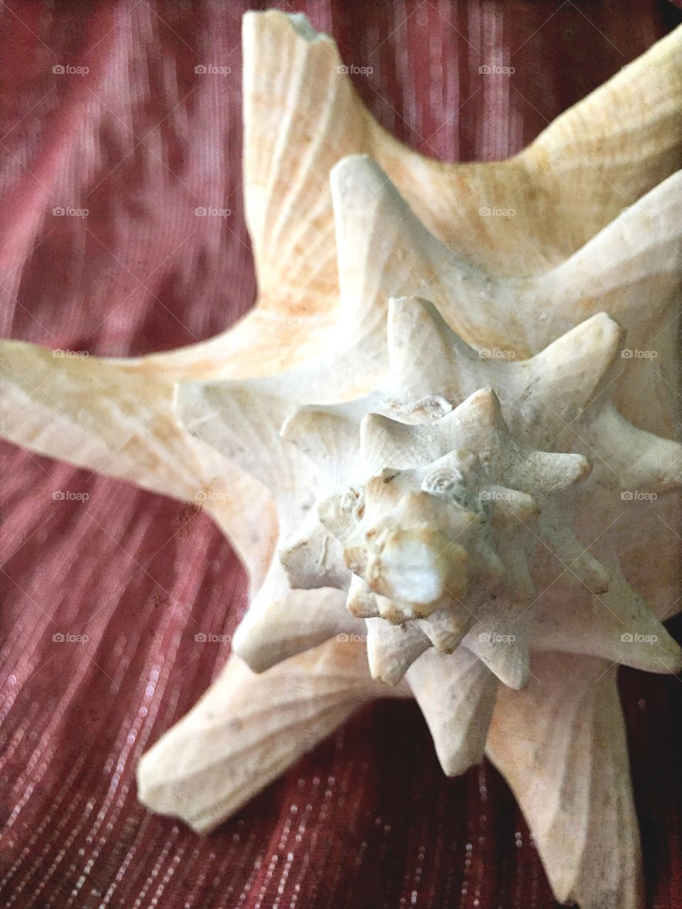 Elevated view of Conch shell