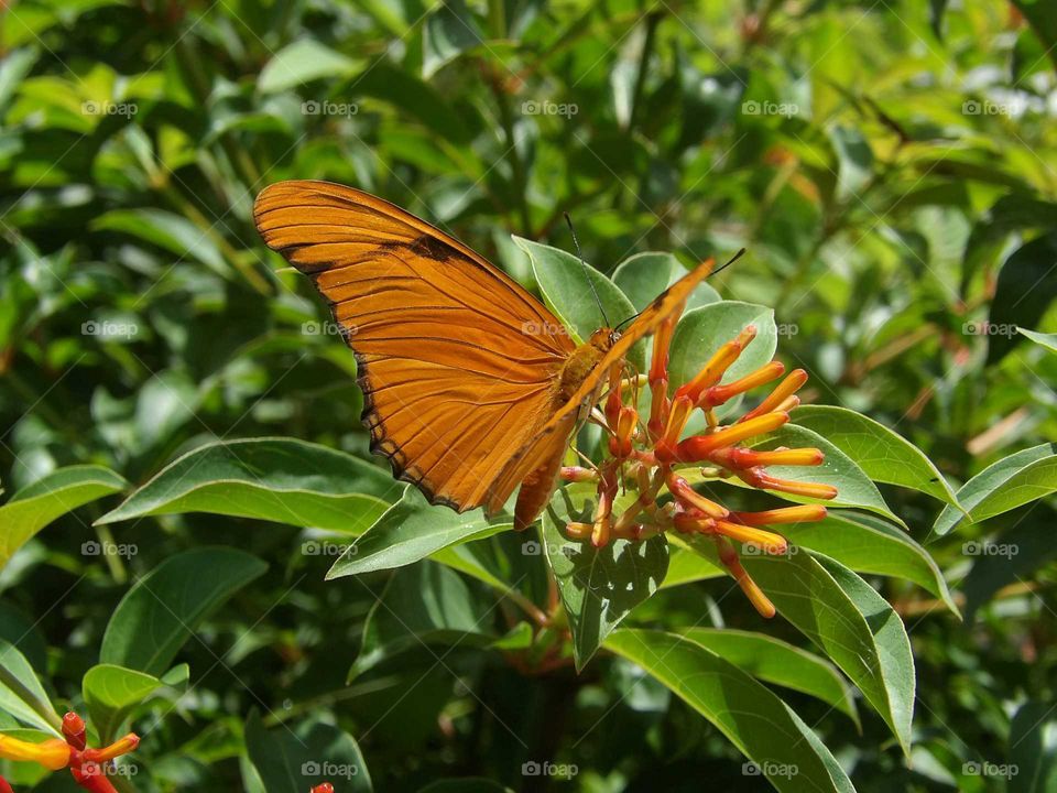 Butterfly and flower