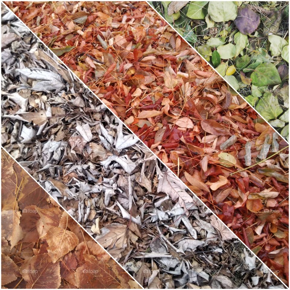 Four pictures of leaves put together in a diagonal collage, with a border
