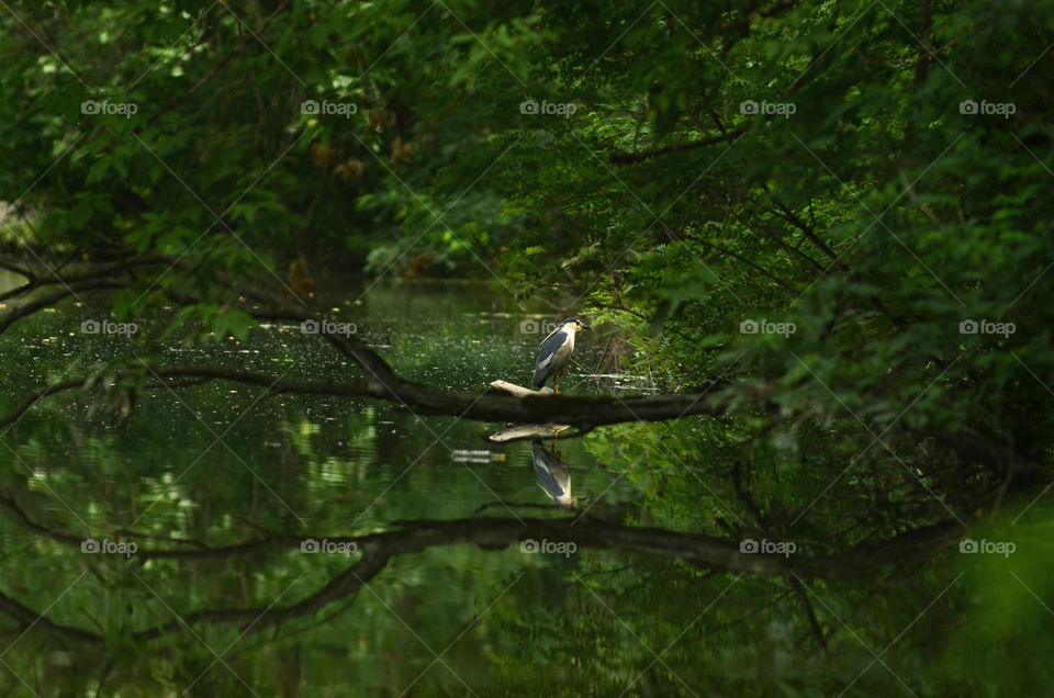 The bird sitting on a branch above the lake