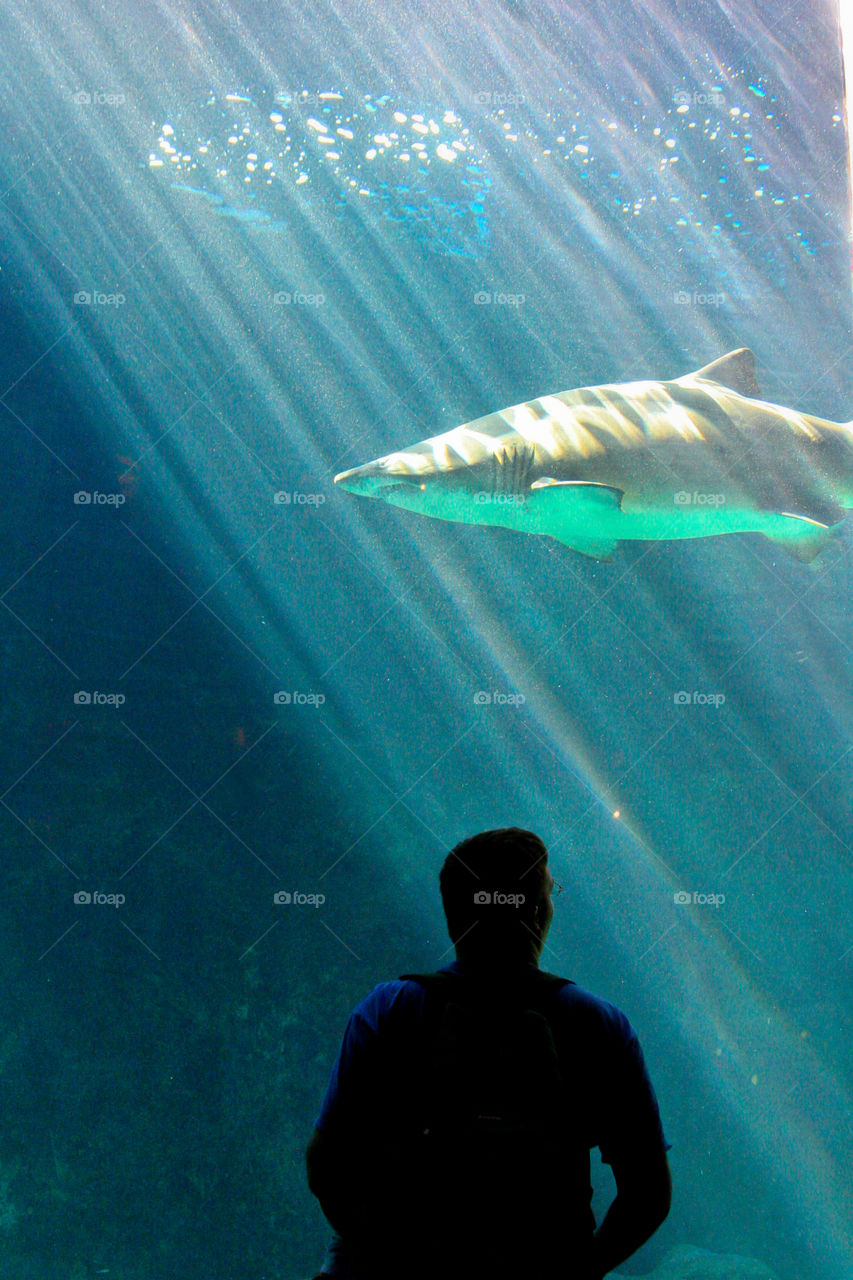 Wild animals - image of man looking at shark with sunbeams through water.