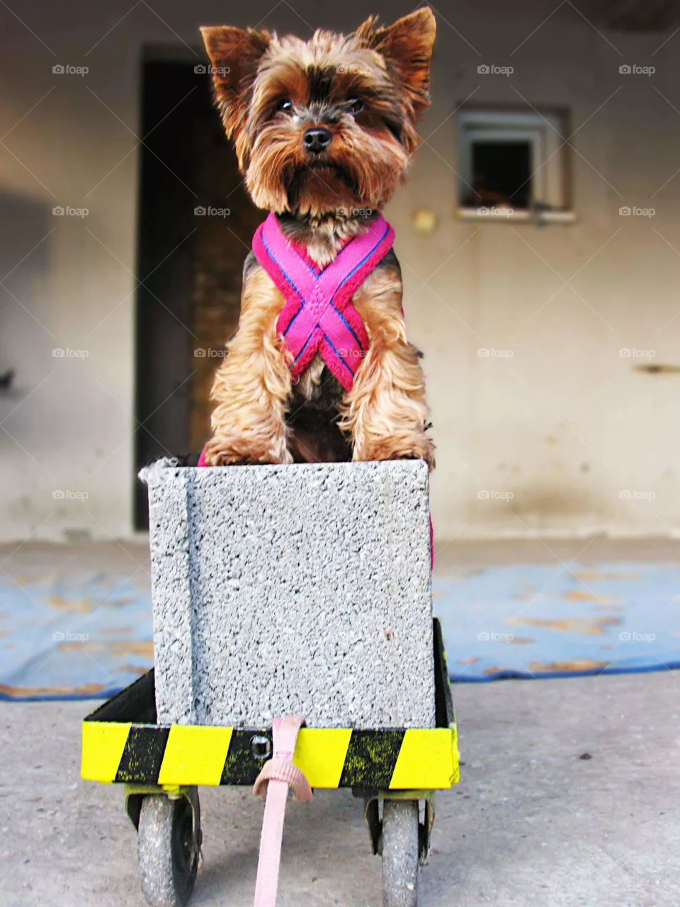 small dog