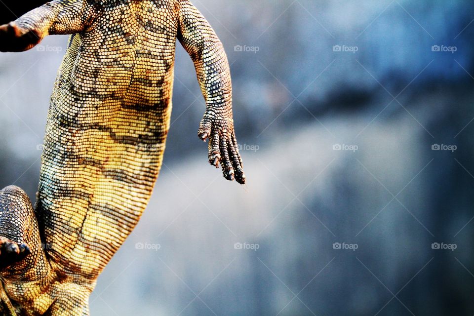 Lizard torso in Uganda
