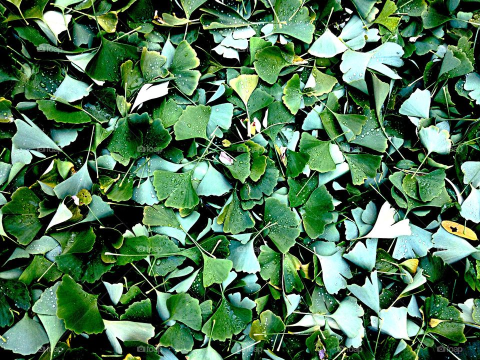 Green Gingko. Fallen Gingko leaves 