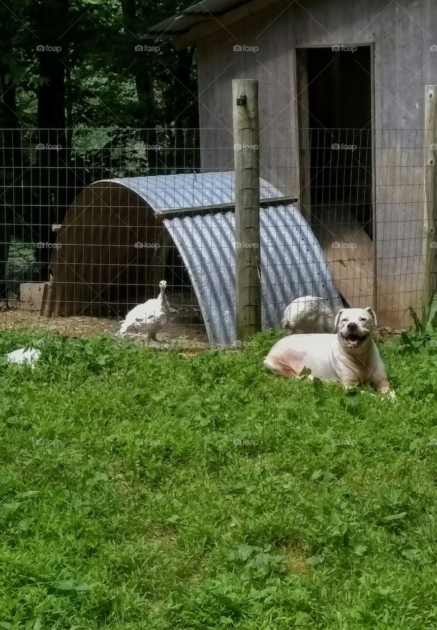 Guardian of the turkeys