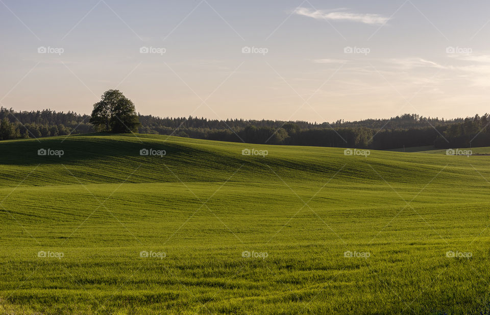 Summer evening.