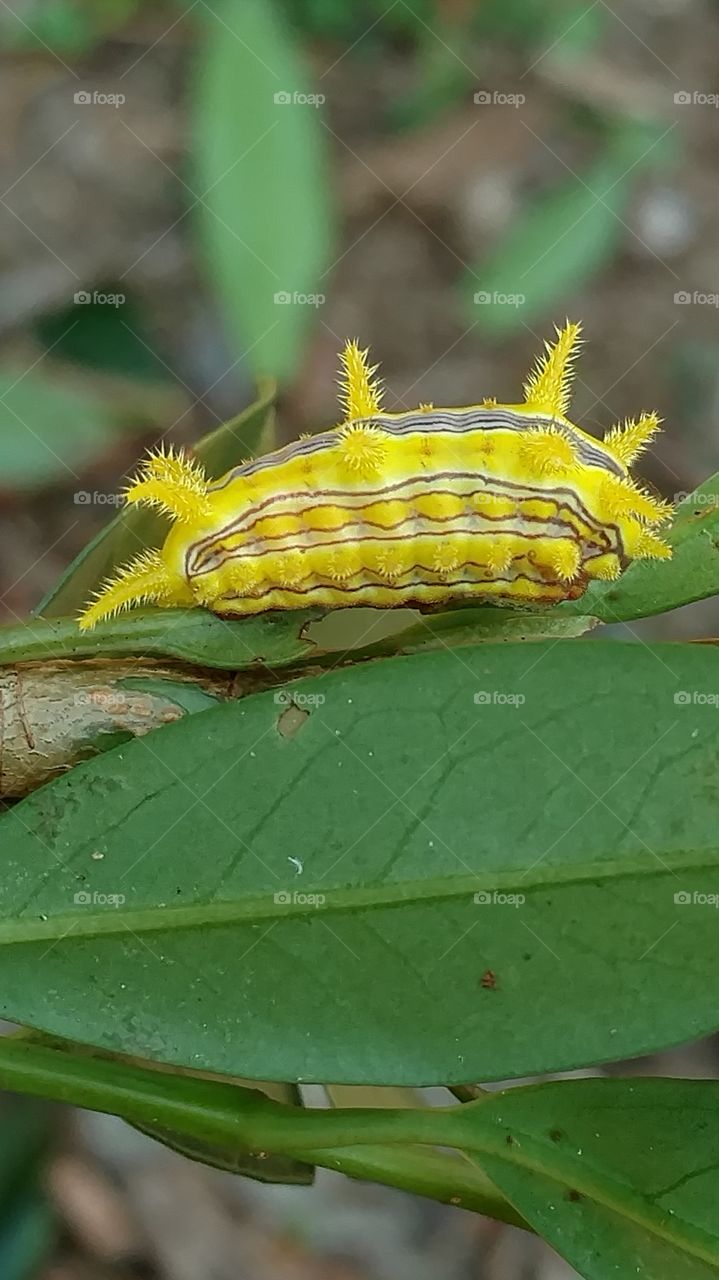 Nature, Leaf, Flora, No Person, Outdoors