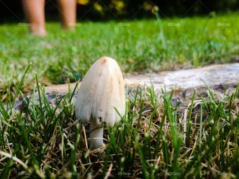 Tiny mushroom. A beautiful perspective
