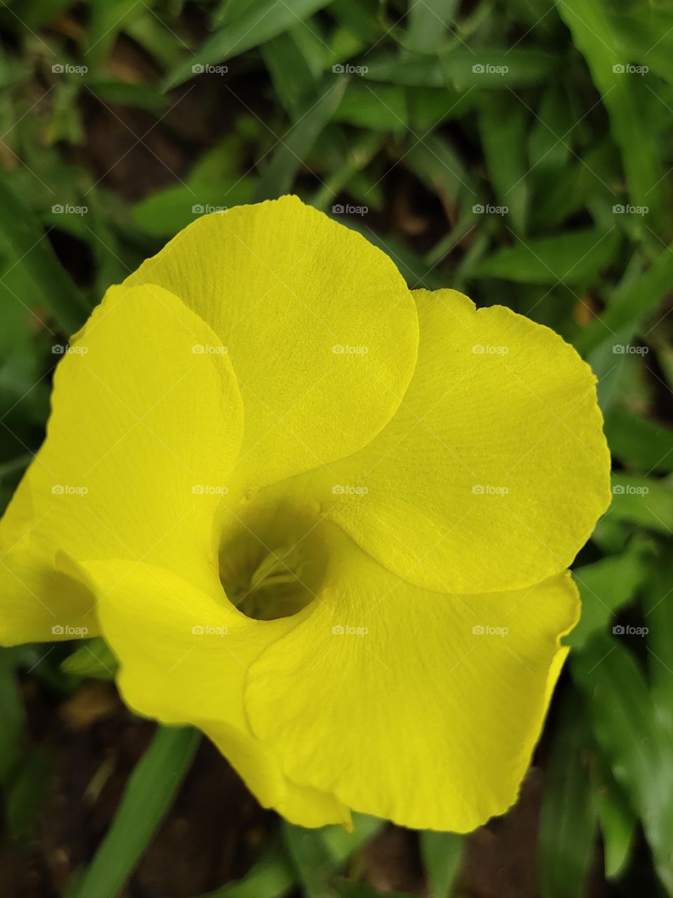 blur yellow flower with natural color