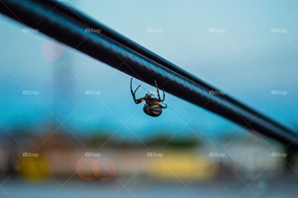 "Spider wire"