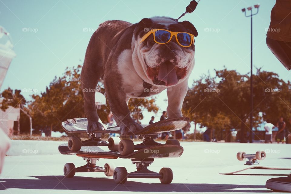 Dog on skateboards!