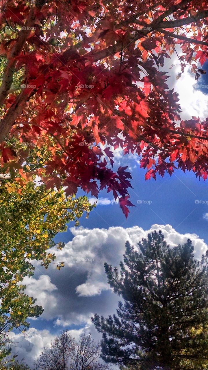 Fall colors on display!