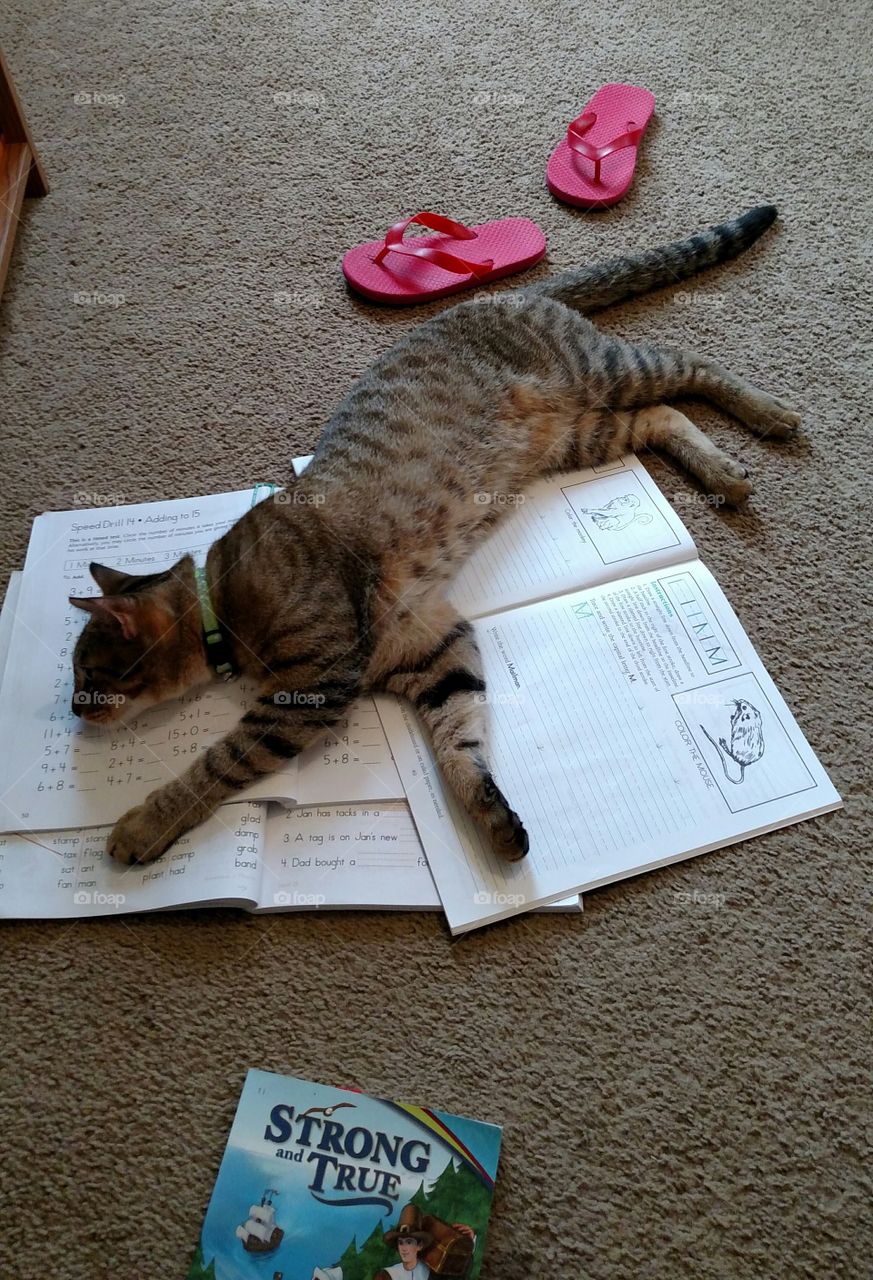 cat asleep on schoolbooks
