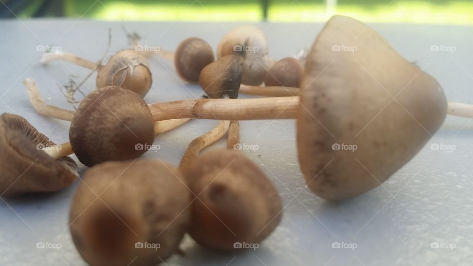 wild mushrooms