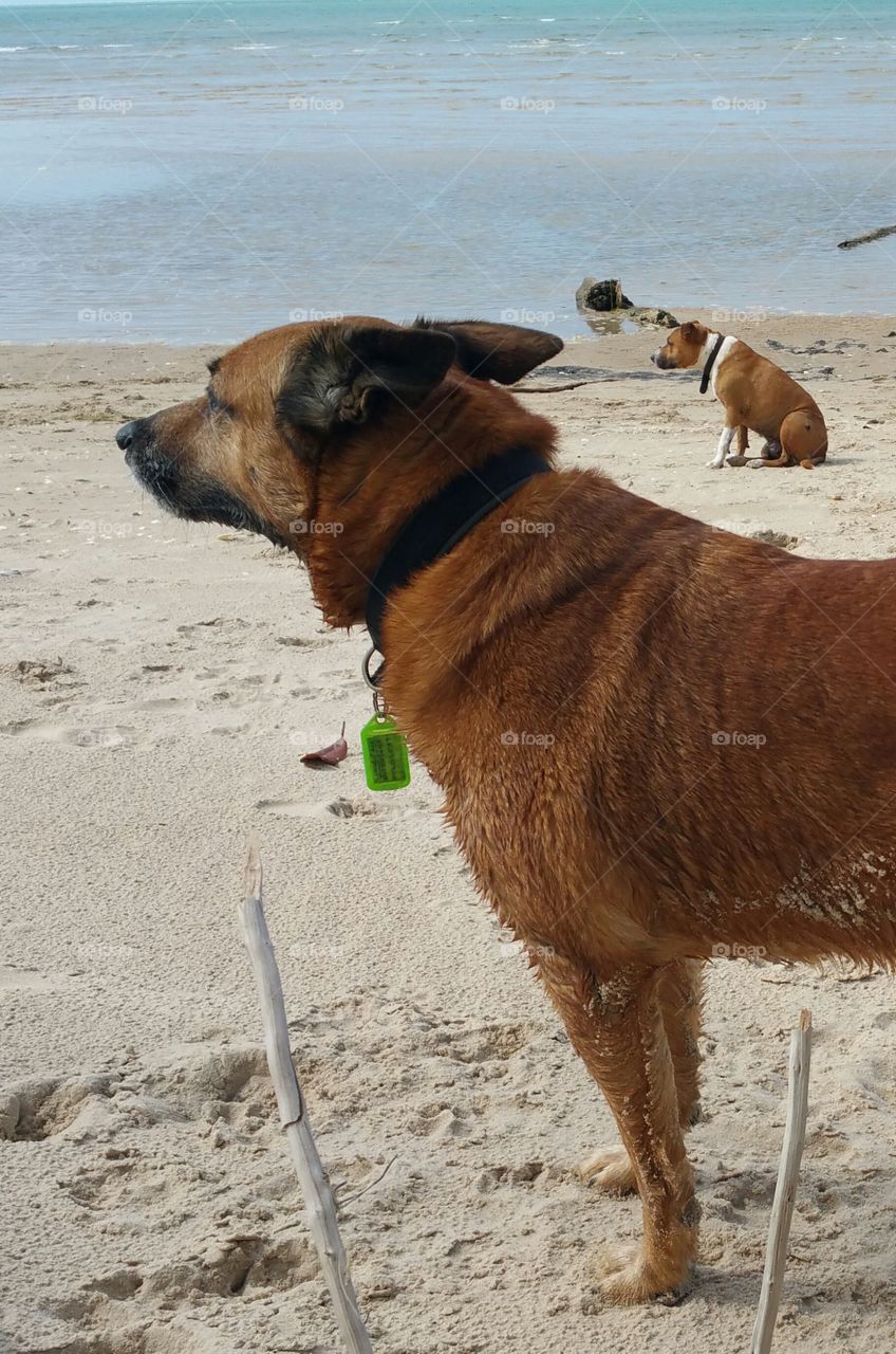 Dogs at beach