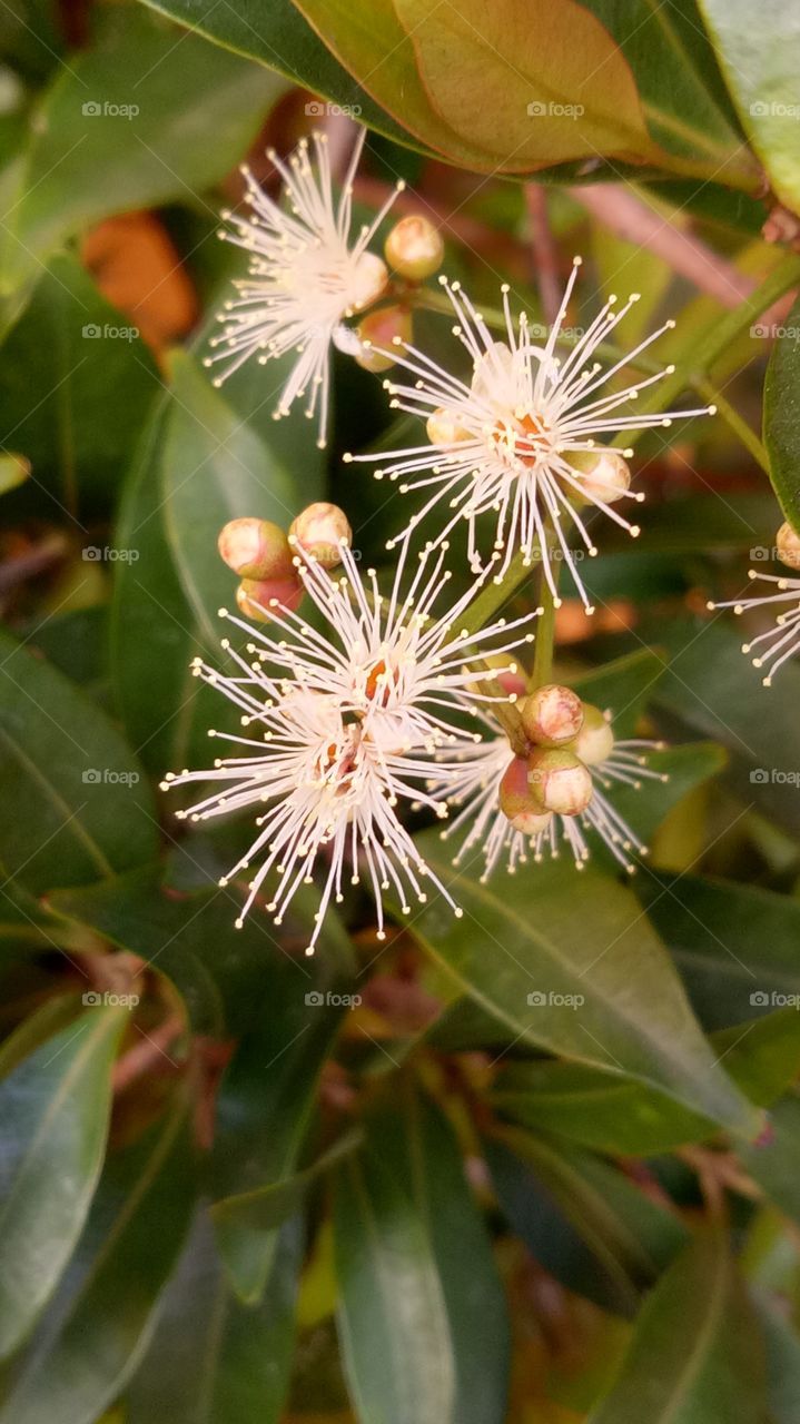 flowers