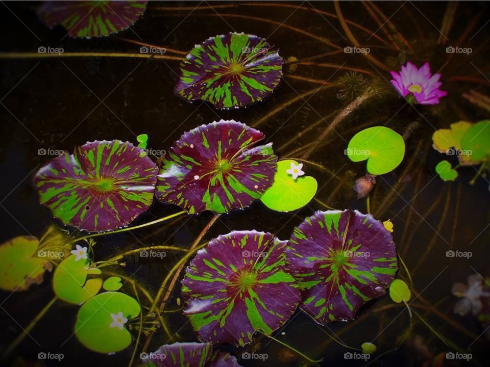 Two toned lilypads