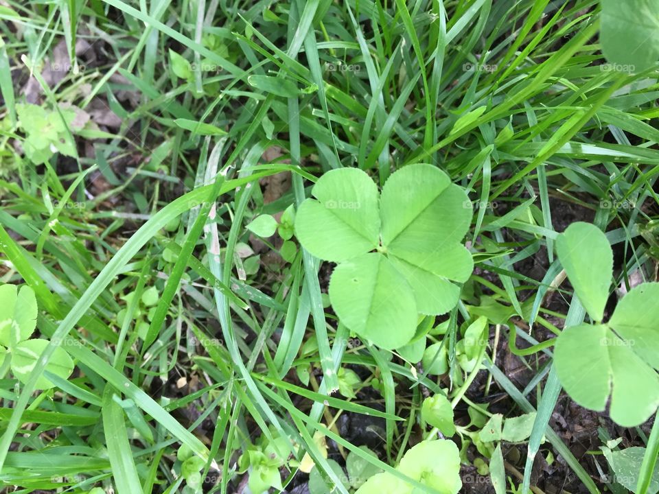 Simple 4 leaf clover in nature 