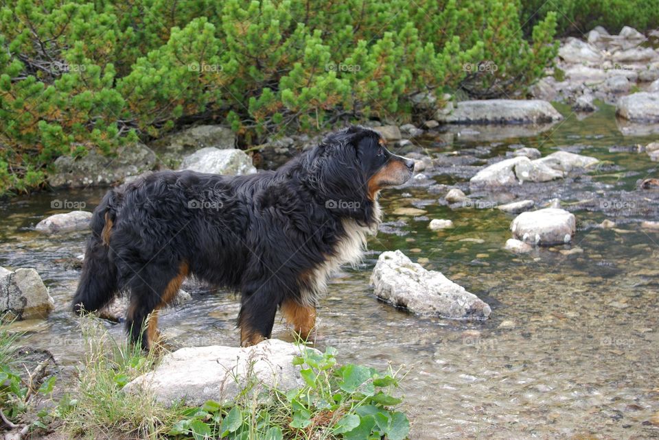 Dog standing near pond