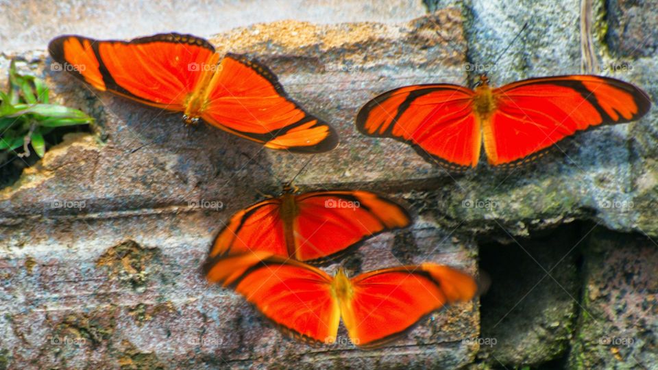 red, butterfly, green, amazon, Amazon, momon, river, fly, flying, wings, heart, three, peru,