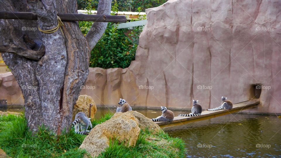 Lemurs in a row