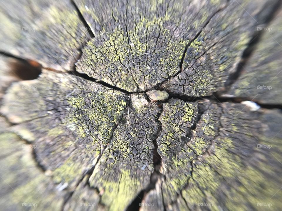 Abstract macro tree stump pattern