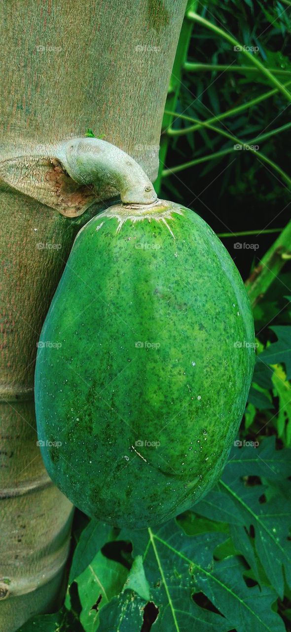 Papaya fruit is almost ripe on the tree ready to be picked
