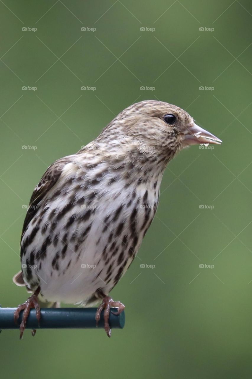 A petite finch sits on the perch of a bird feeder 