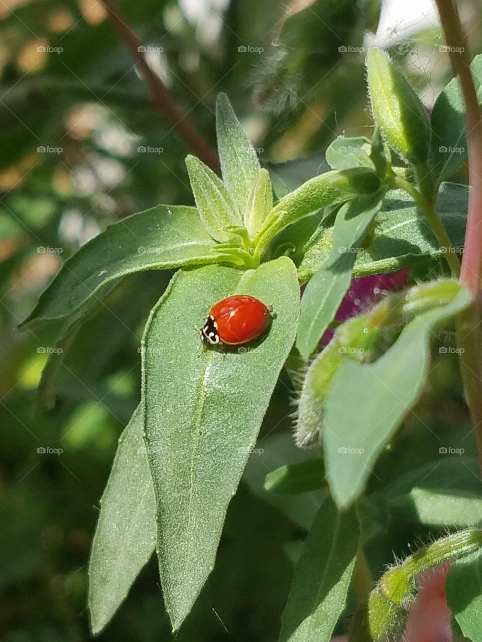A ladybug?