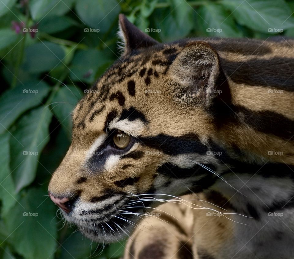 This is a picture of a clouded leopard from the zoo.