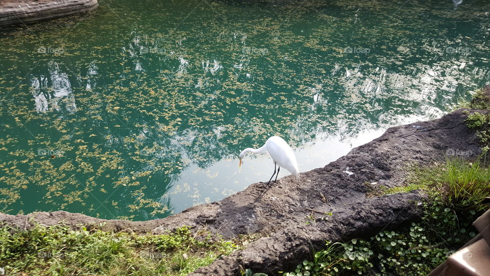 A lone bird peers out over the water.