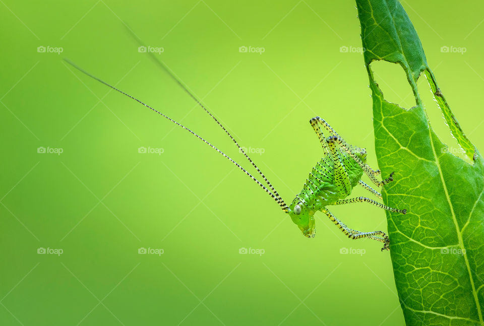 Greenhopper