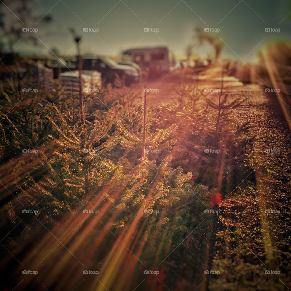 Christmas trees for sale in a garden centre 
