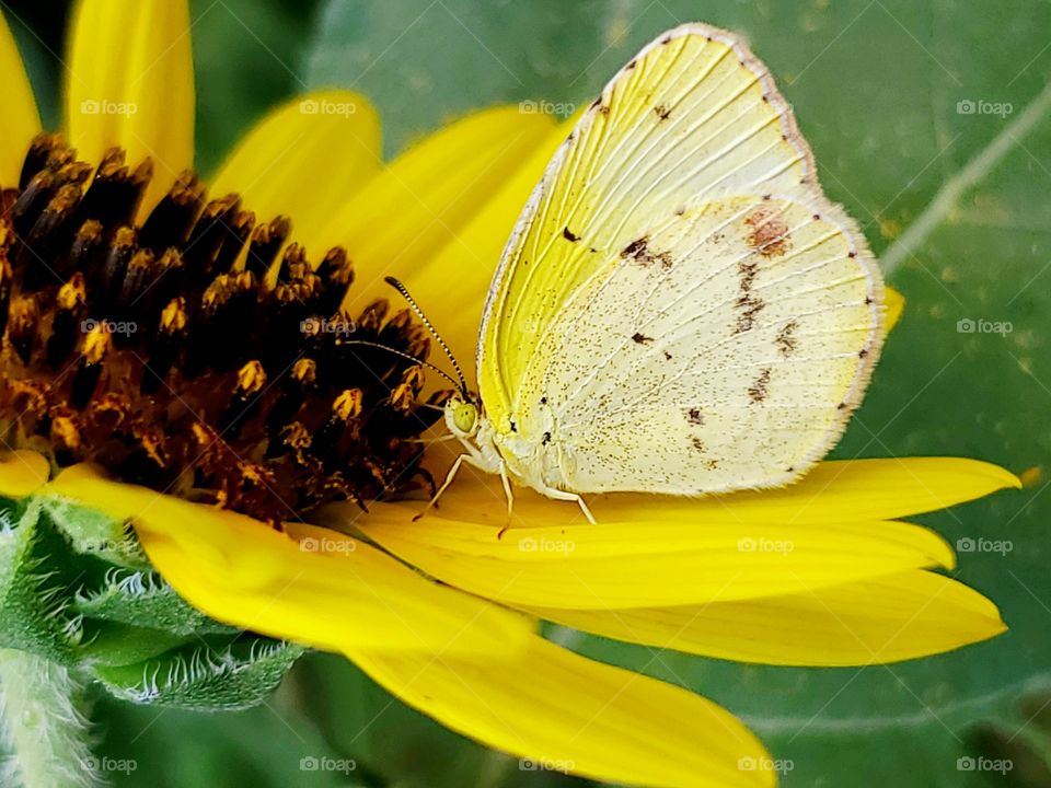 Closeup of a little yellow butterfly on a common North American wild sunflower.