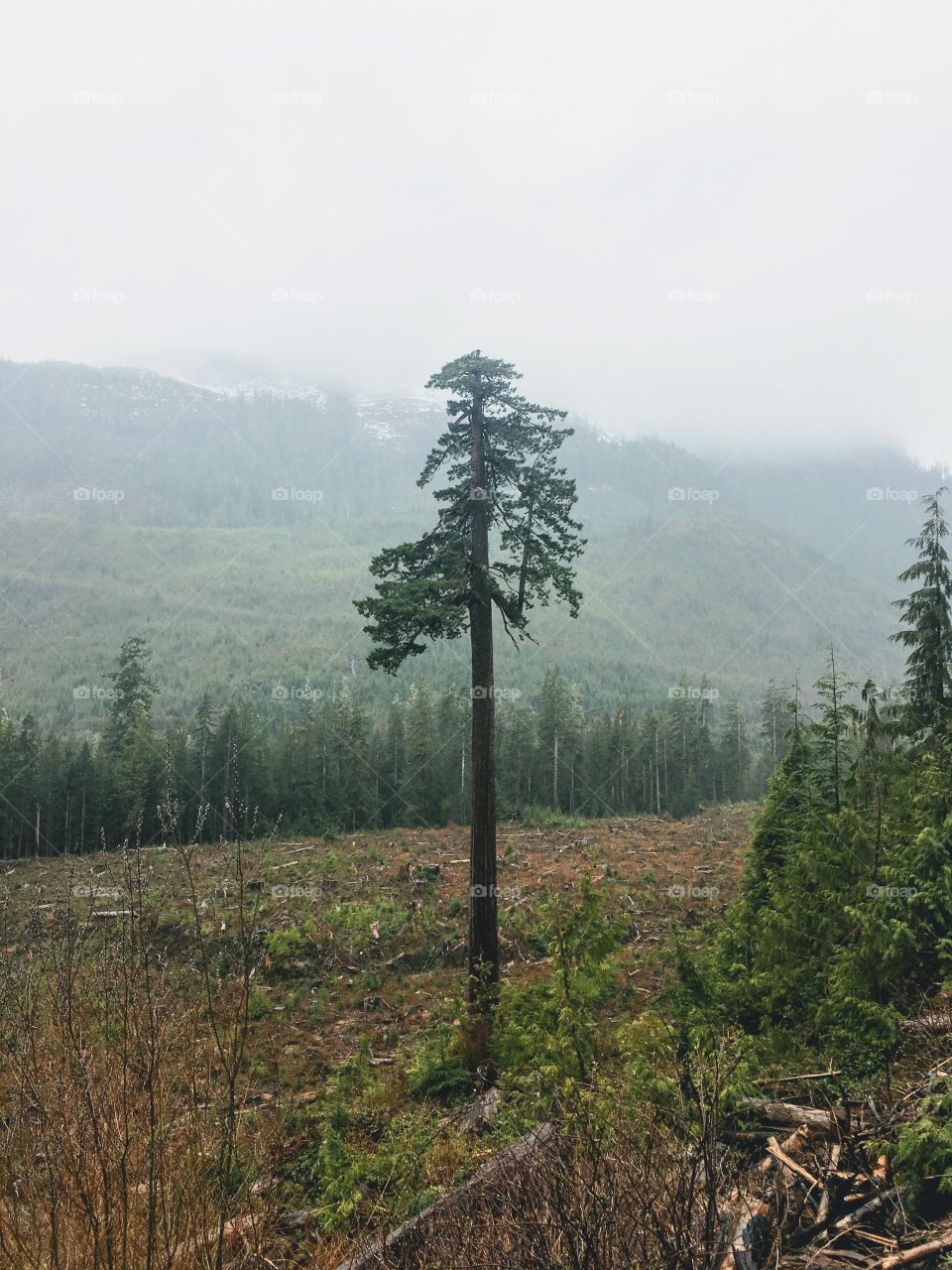 Big Lonely Doug is a gargantuan, old-growth Douglas-fir tree standing alone in a recent logging clearcut near Port Renfrew.  Lonely Doug is a tree with a trunk as wide as a living room and stands taller than a downtown skyscraper.  Doug’s total size comes in just behind the current champion Douglas-fir, the Red Creek Fir, the world’s largest, which grows just one valley over.