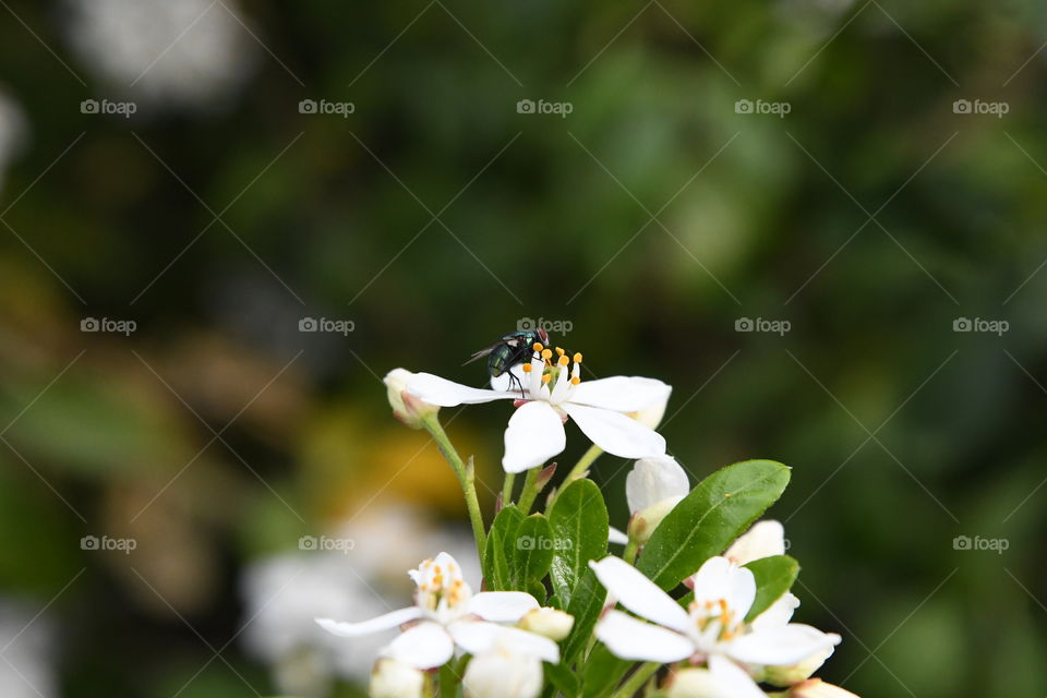 fly on a flower