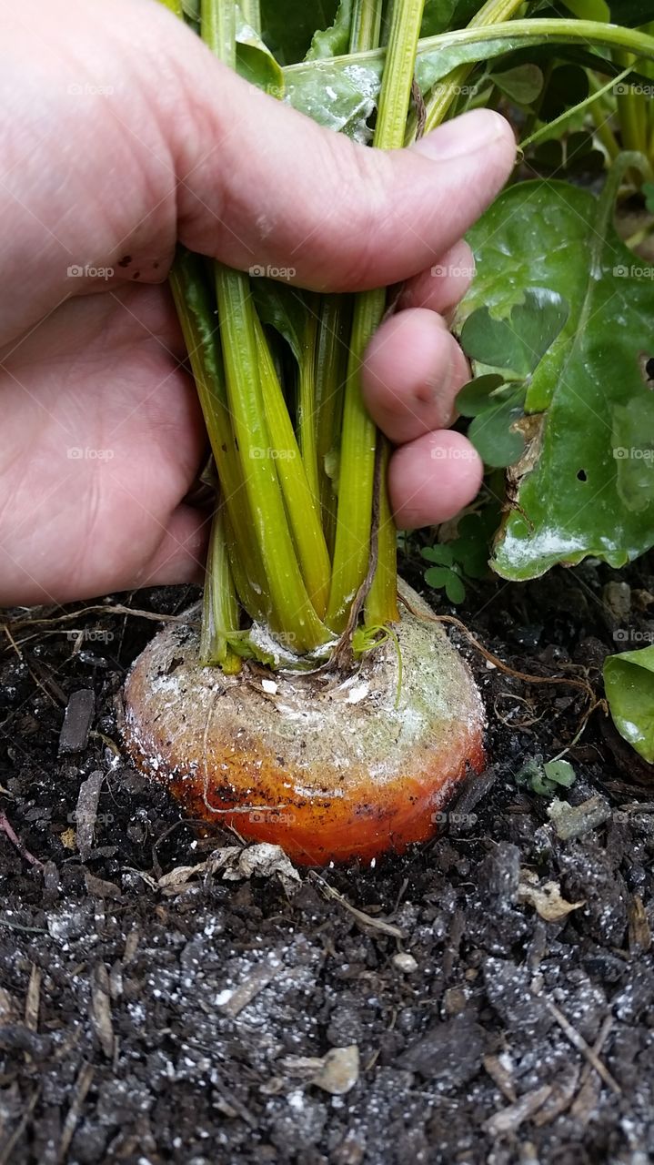 harvesting golden beet
