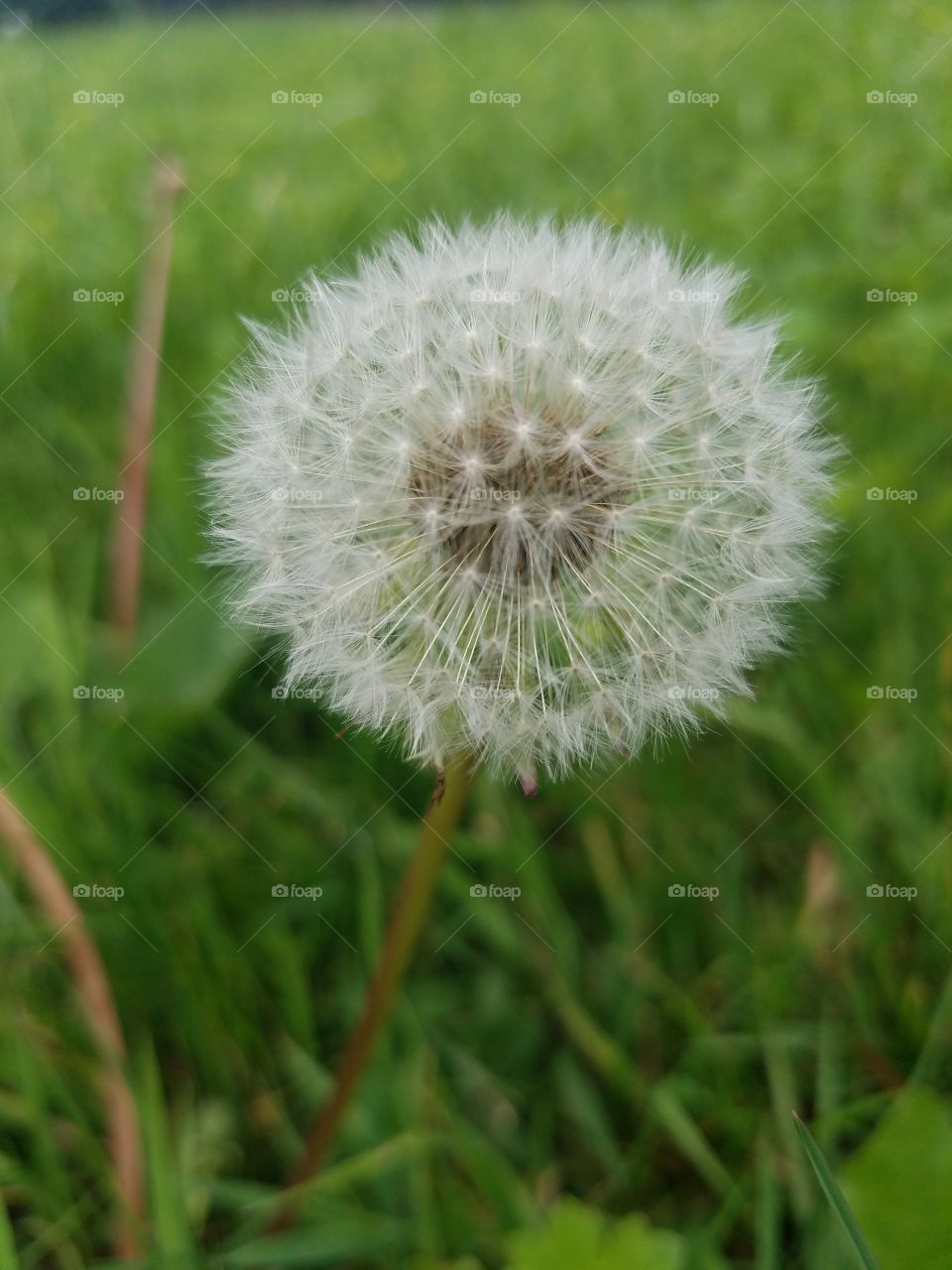 dandelion seeds known as Make-a-Wish the original Foundation
