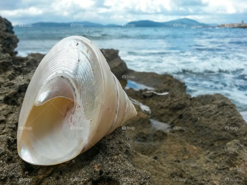 close up of conic seashell in front of the sea