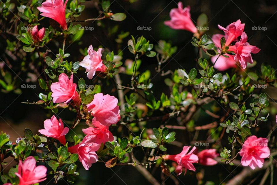 Pink flowers in the sun 