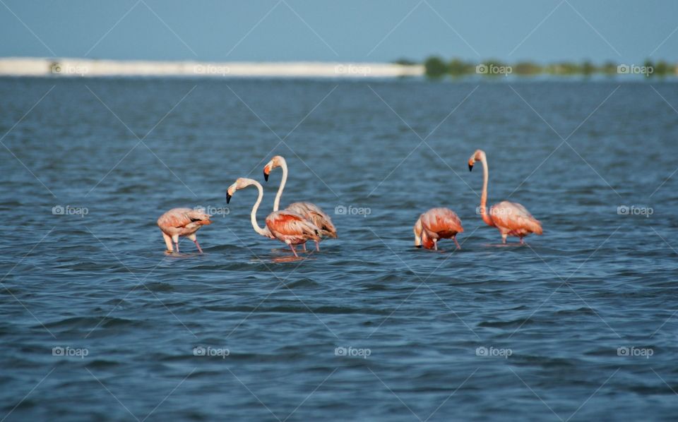 Flamingo's in sea
